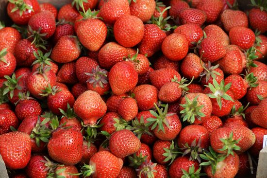 Harvesting strawberries at Lenin State Farm company