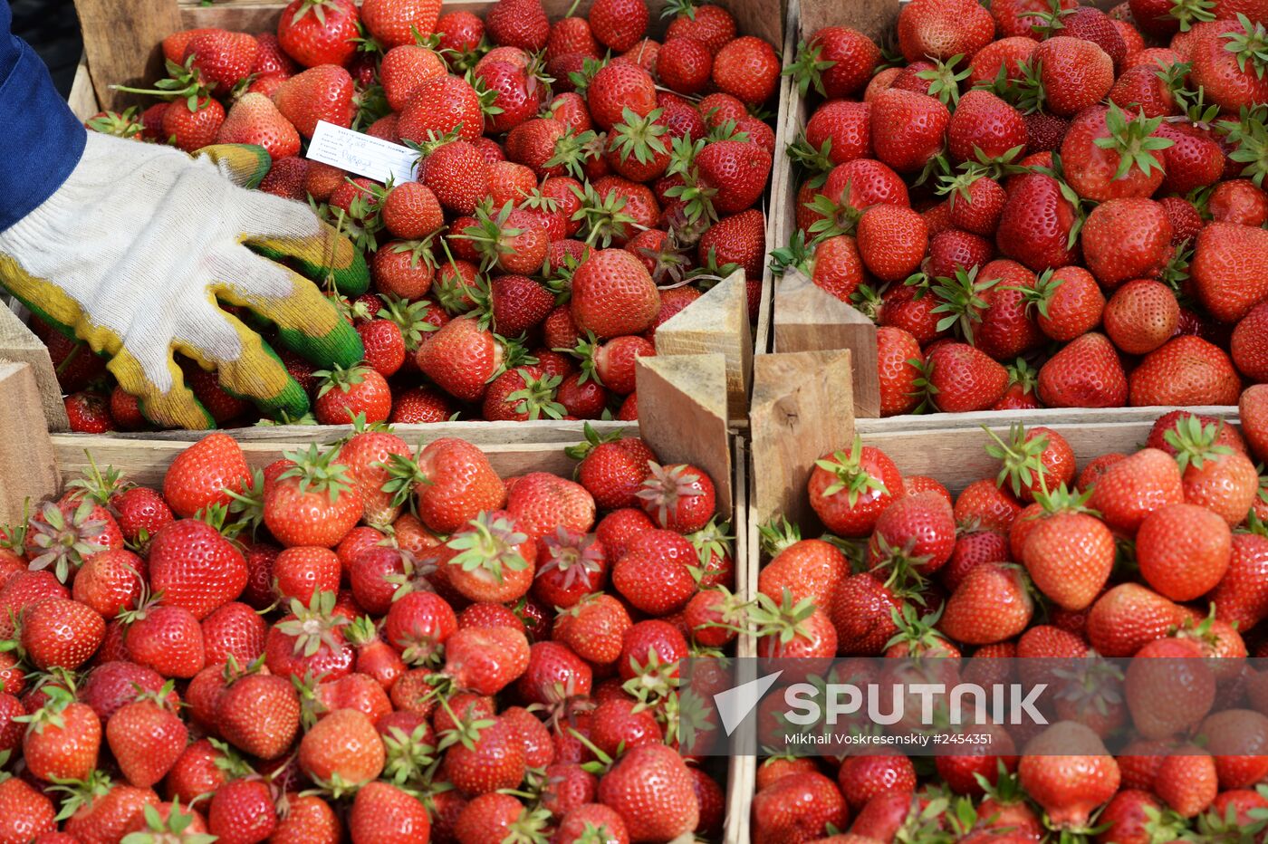 Harvesting strawberries at Lenin State Farm company