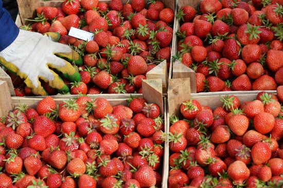 Harvesting strawberries at Lenin State Farm company