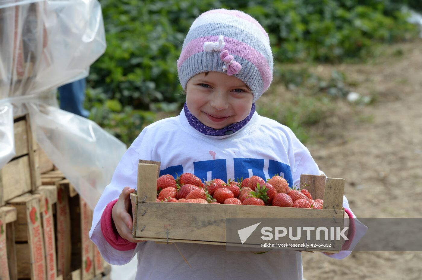 Harvesting strawberries at Lenin State Farm company