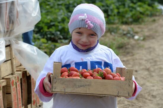 Harvesting strawberries at Lenin State Farm company