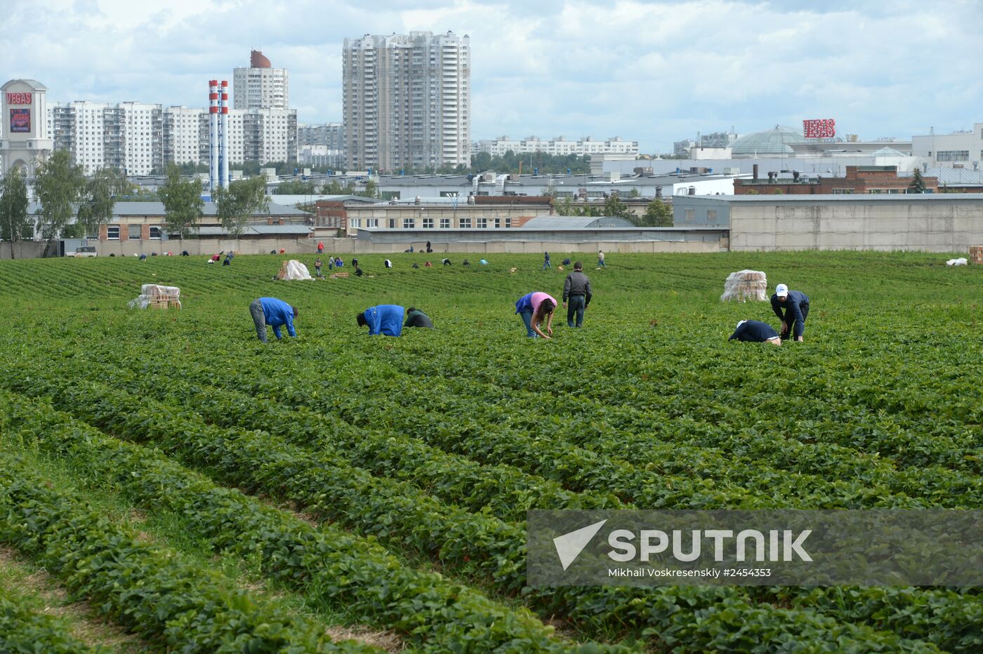 Harvesting strawberries at Lenin State Farm company