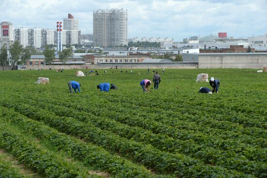 Harvesting strawberries at Lenin State Farm company