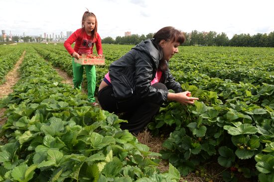 Harvesting strawberries at Lenin State Farm company