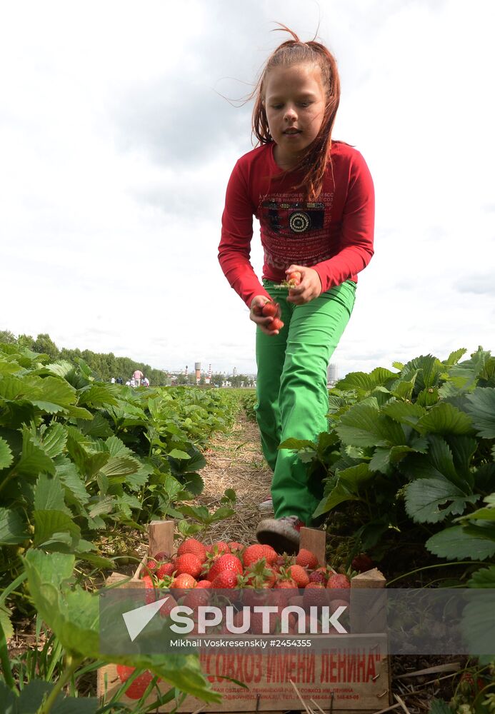 Harvesting strawberries at Lenin State Farm company