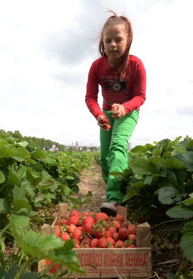 Harvesting strawberries at Lenin State Farm company