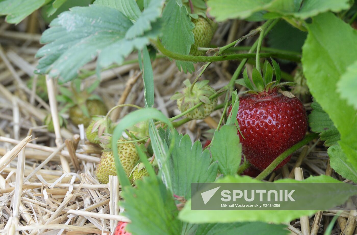 Harvesting strawberries at Lenin State Farm company