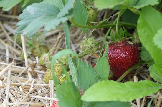 Harvesting strawberries at Lenin State Farm company