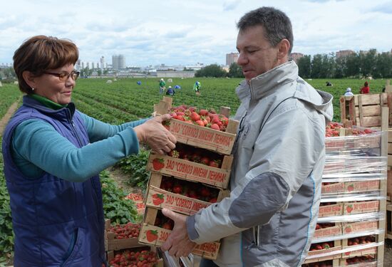 Harvesting strawberries at Lenin State Farm company