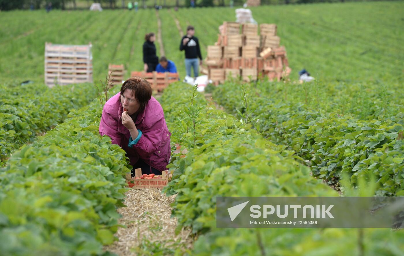 Harvesting strawberries at Lenin State Farm company