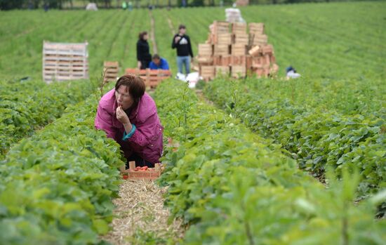 Harvesting strawberries at Lenin State Farm company