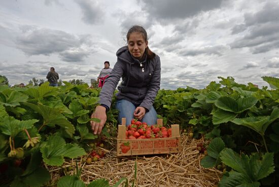 Harvesting strawberries at Lenin State Farm company