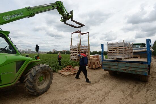 Harvesting strawberries at Lenin State Farm company