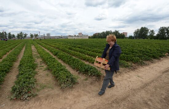 Harvesting strawberries at Lenin State Farm company