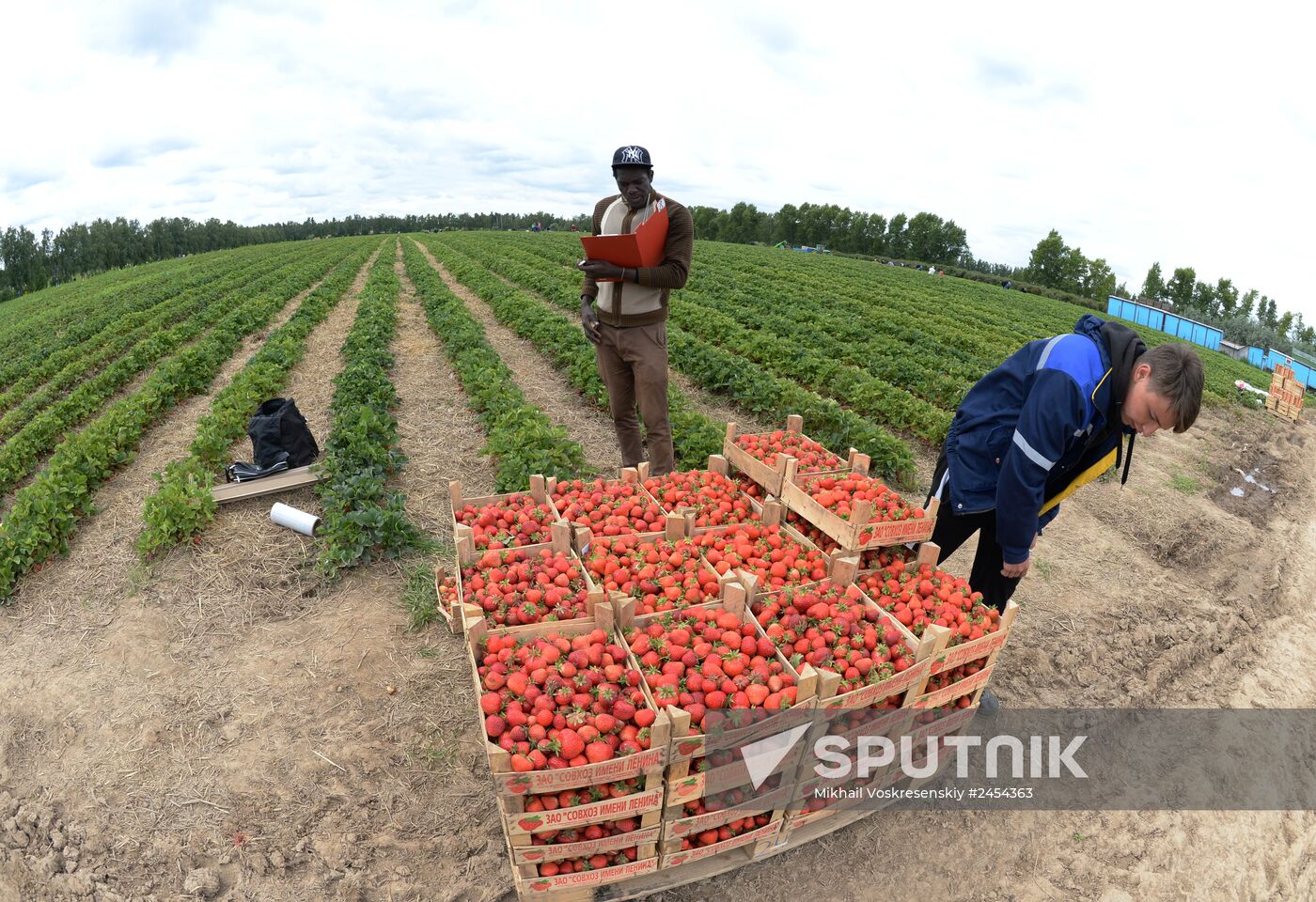 Harvesting strawberries at Lenin State Farm company