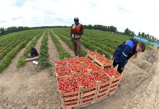 Harvesting strawberries at Lenin State Farm company