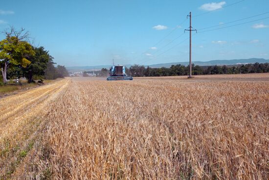 Winter grain crops harvested in Crimea