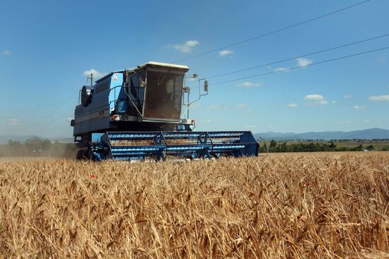 Winter grain crops harvested in Crimea