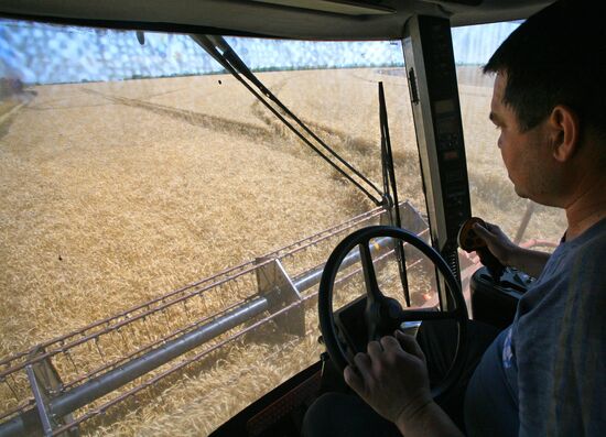 Harvesting grain crops in Crimea