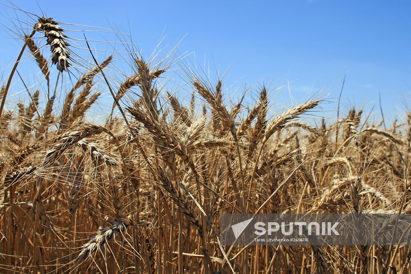 Harvesting grain crops in Crimea