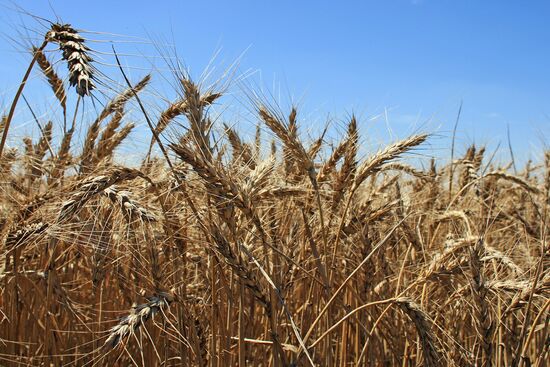 Harvesting grain crops in Crimea