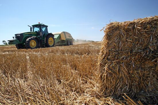 Harvesting grain crops in Crimea