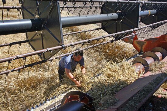 Harvesting grain crops in Crimea