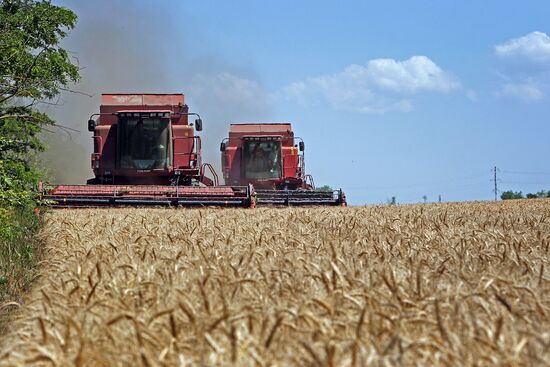 Harvesting grain crops in Crimea