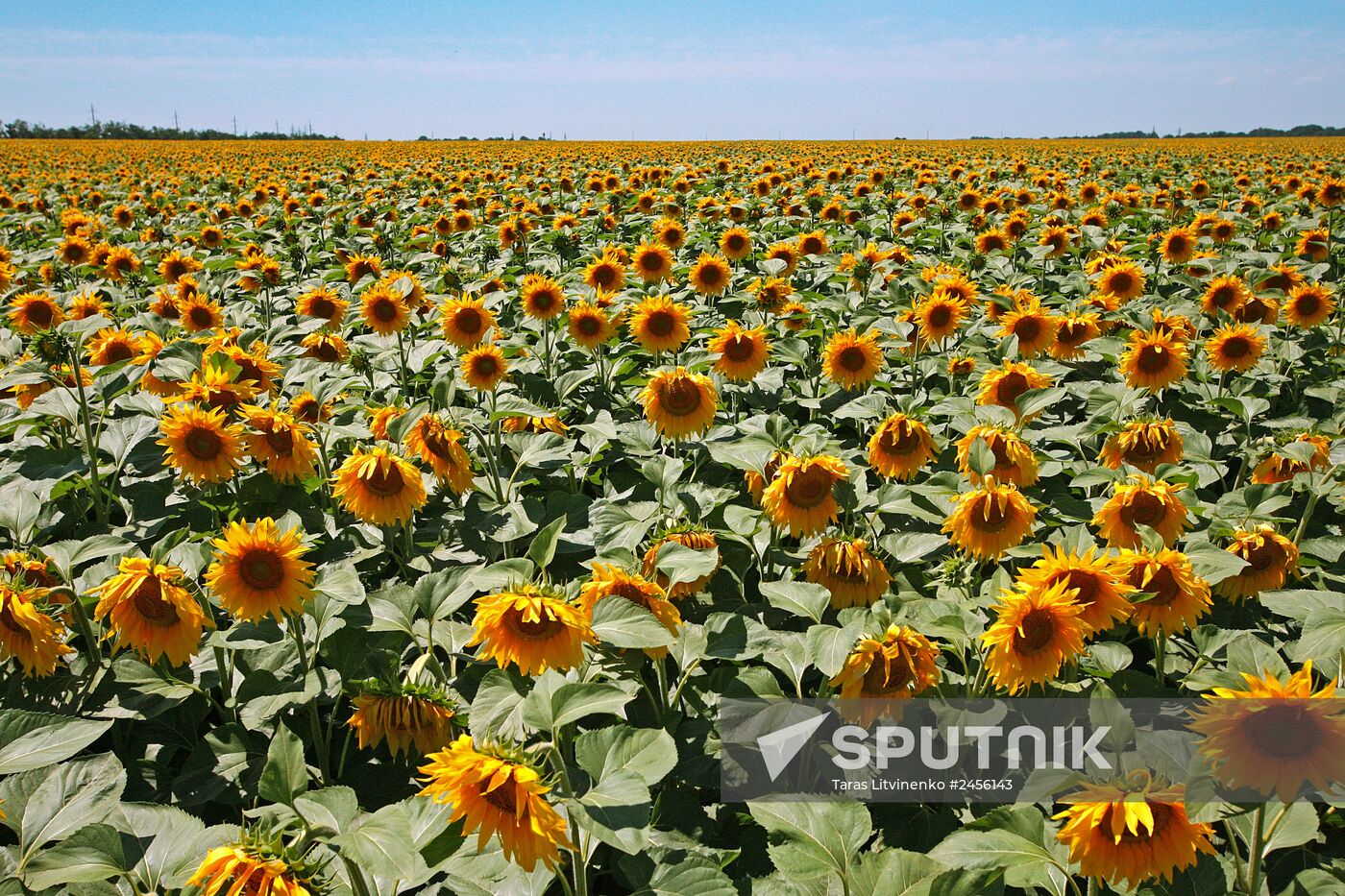 Sunflower fields in Crimea