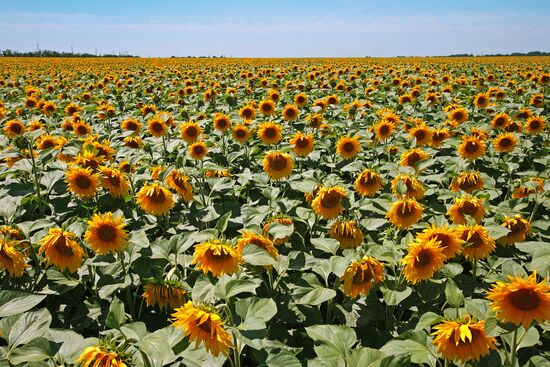 Sunflower fields in Crimea