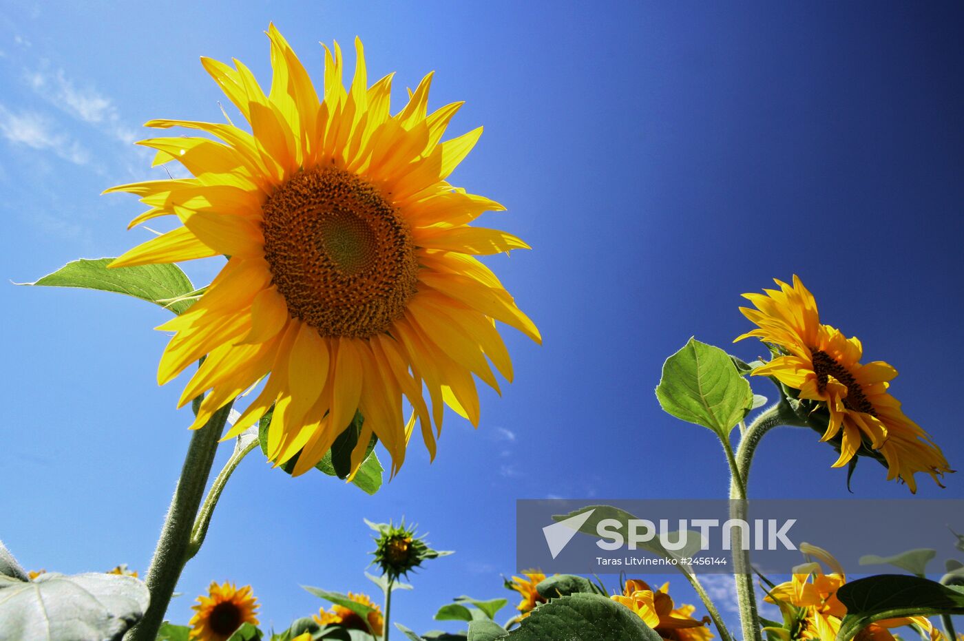 Sunflower fields in Crimea
