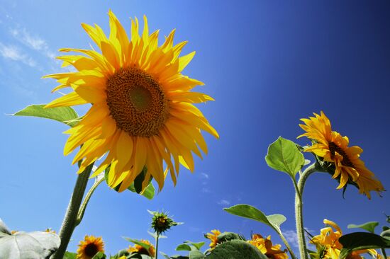 Sunflower fields in Crimea