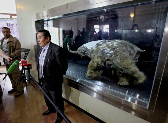 Paleontological exhibition of "Yuka Mammoth" opens in Vladivostok