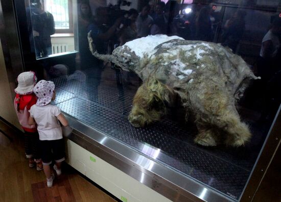 Paleontological exhibition of "Yuka Mammoth" opens in Vladivostok