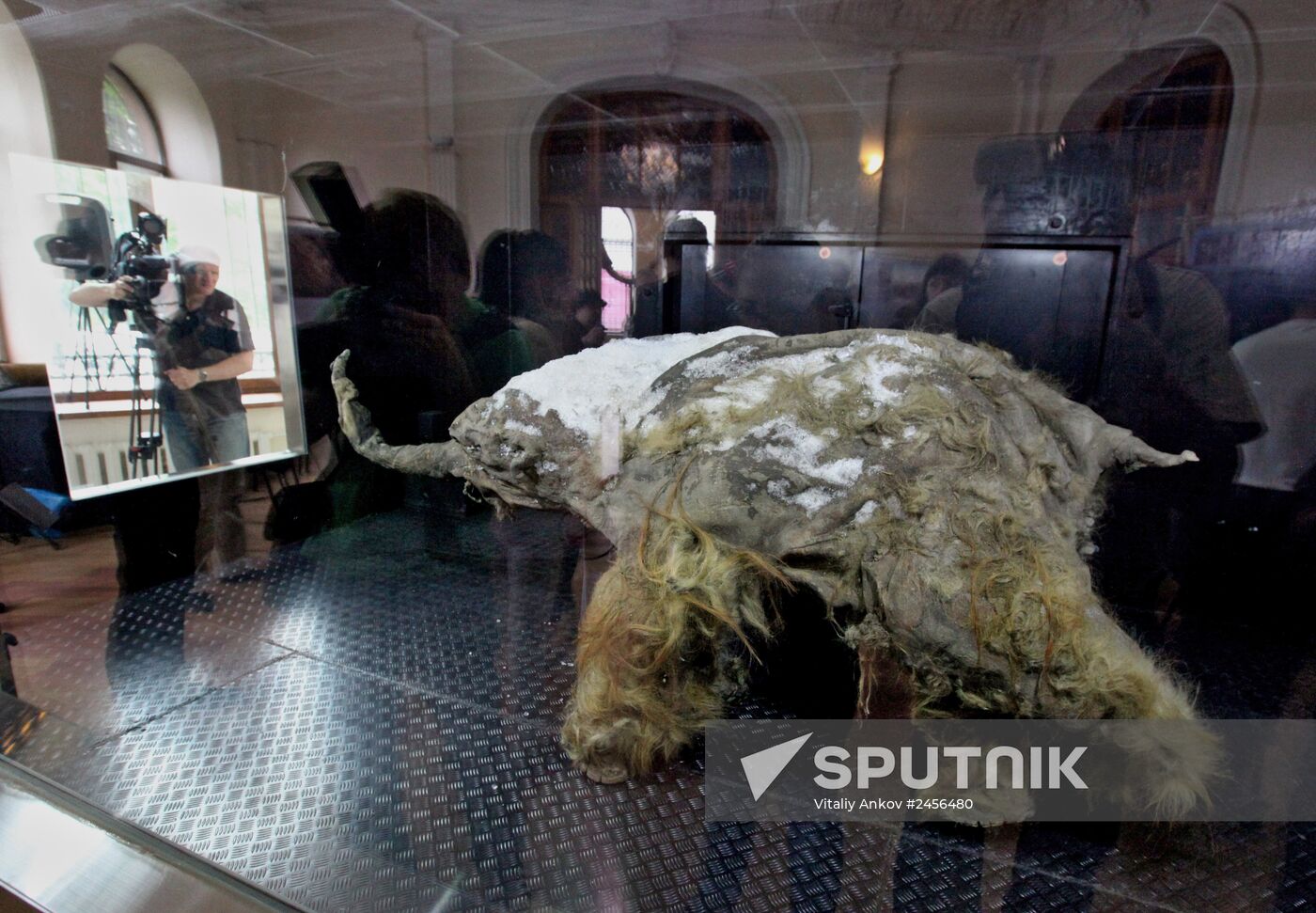 Paleontological exhibition of "Yuka Mammoth" opens in Vladivostok
