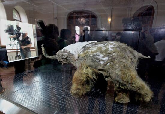 Paleontological exhibition of "Yuka Mammoth" opens in Vladivostok