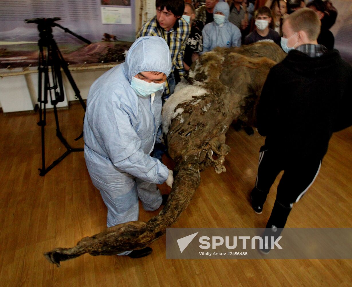 Paleontological exhibition of "Yuka Mammoth" opens in Vladivostok