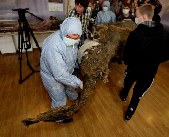 Paleontological exhibition of "Yuka Mammoth" opens in Vladivostok
