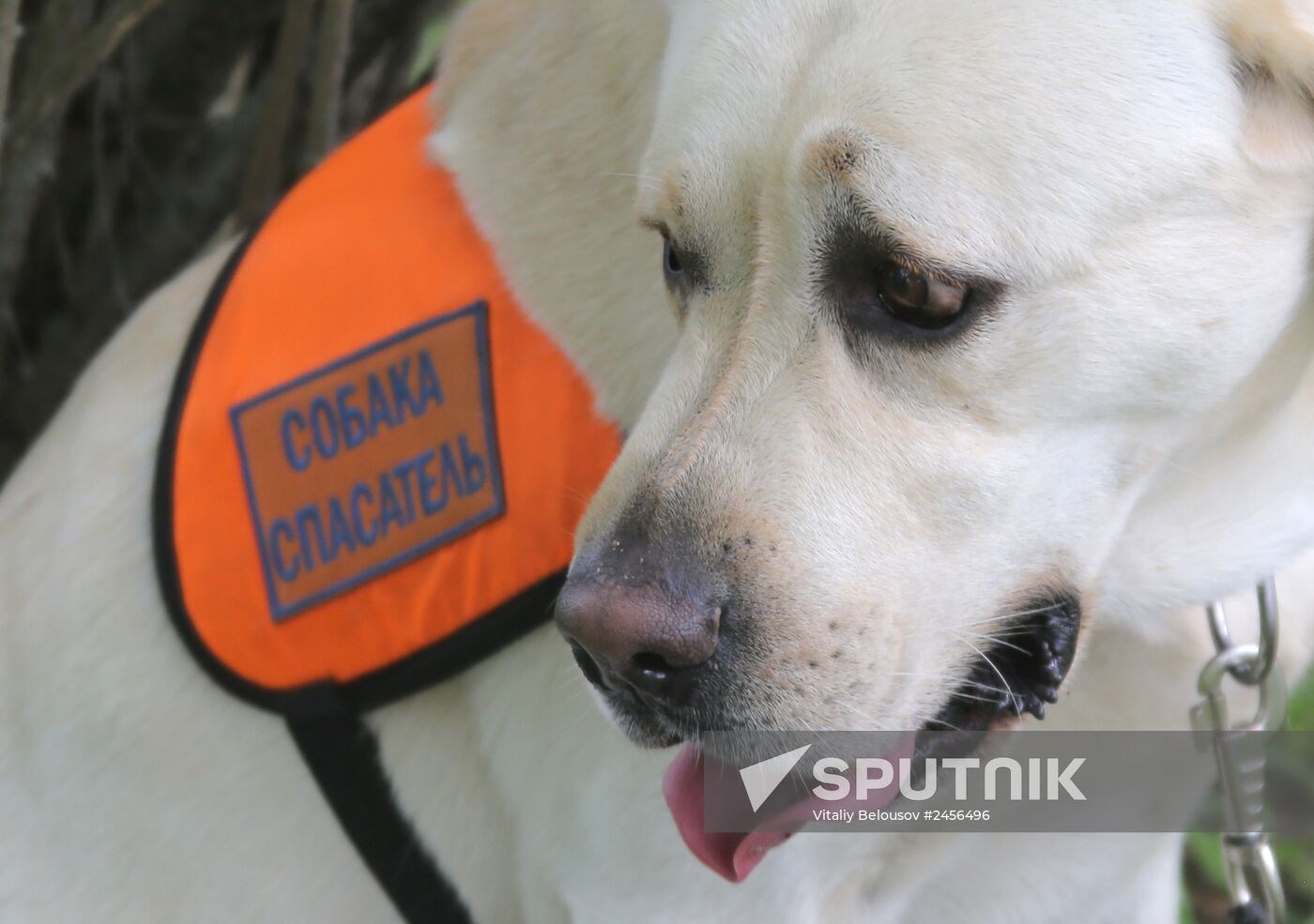 Exercise involving canine squads of Russian Emergencies Ministry