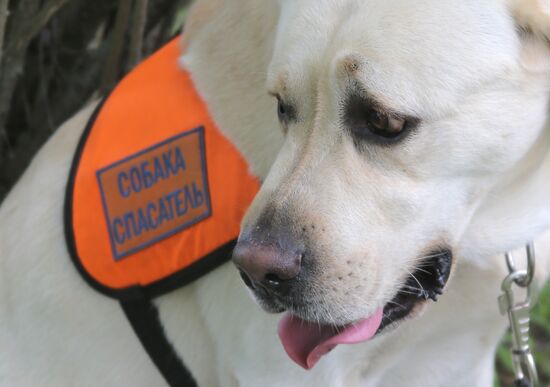 Exercise involving canine squads of Russian Emergencies Ministry