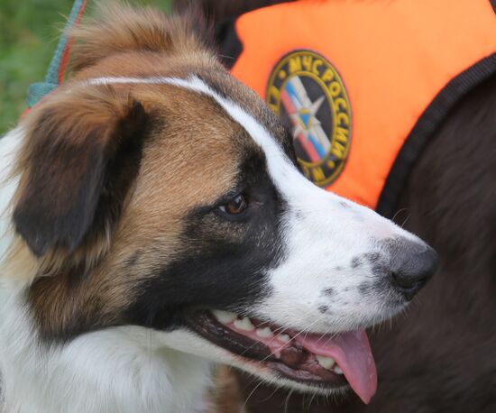 Exercise involving canine squads of Russian Emergencies Ministry