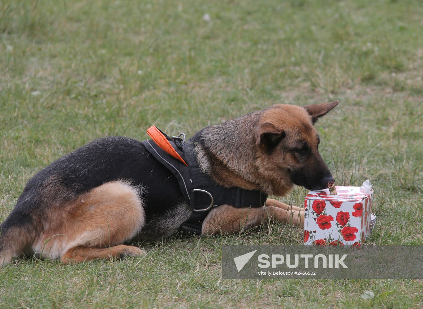 Exercise involving canine squads of Russian Emergencies Ministry
