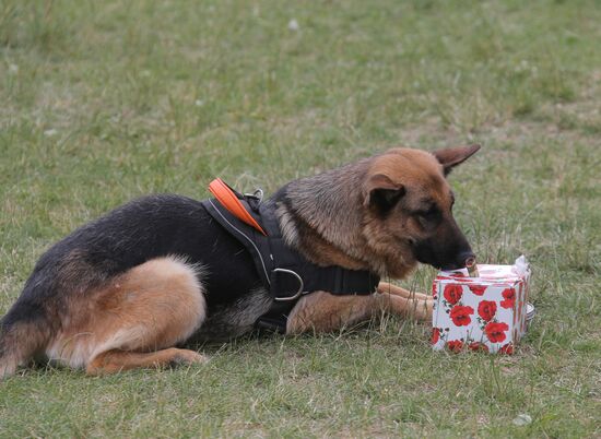 Exercise involving canine squads of Russian Emergencies Ministry