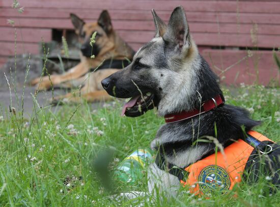Exercise involving canine squads of Russian Emergencies Ministry