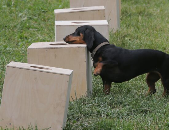 Exercise involving canine squads of Russian Emergencies Ministry