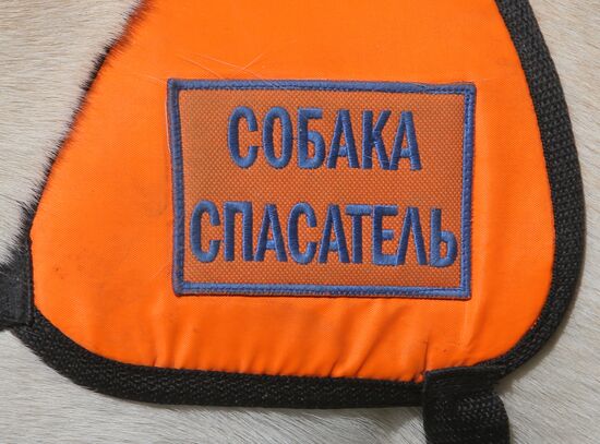 Exercise involving canine squads of Russian Emergencies Ministry