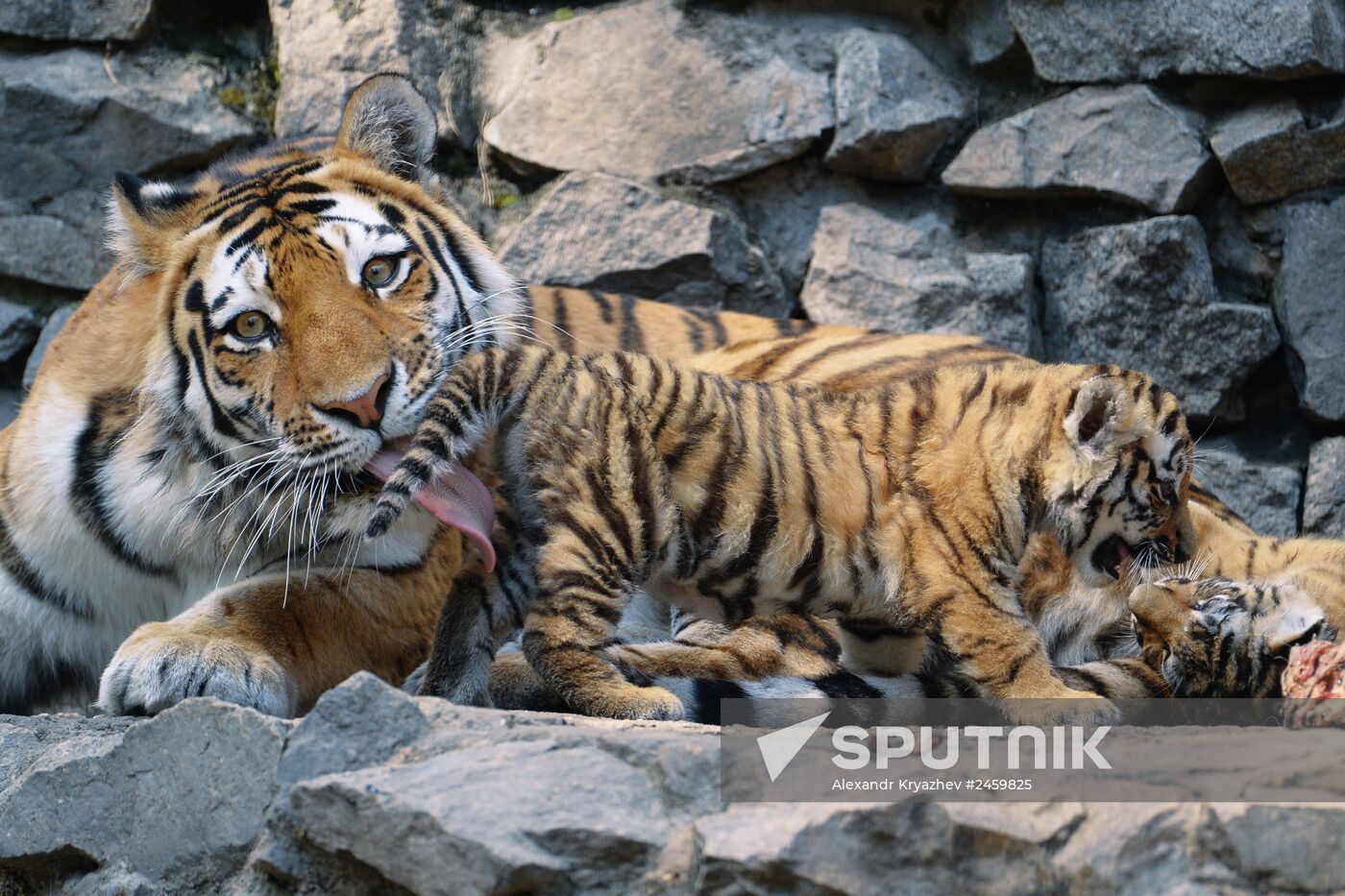 Amur tiger cubs born in Novosibirsk