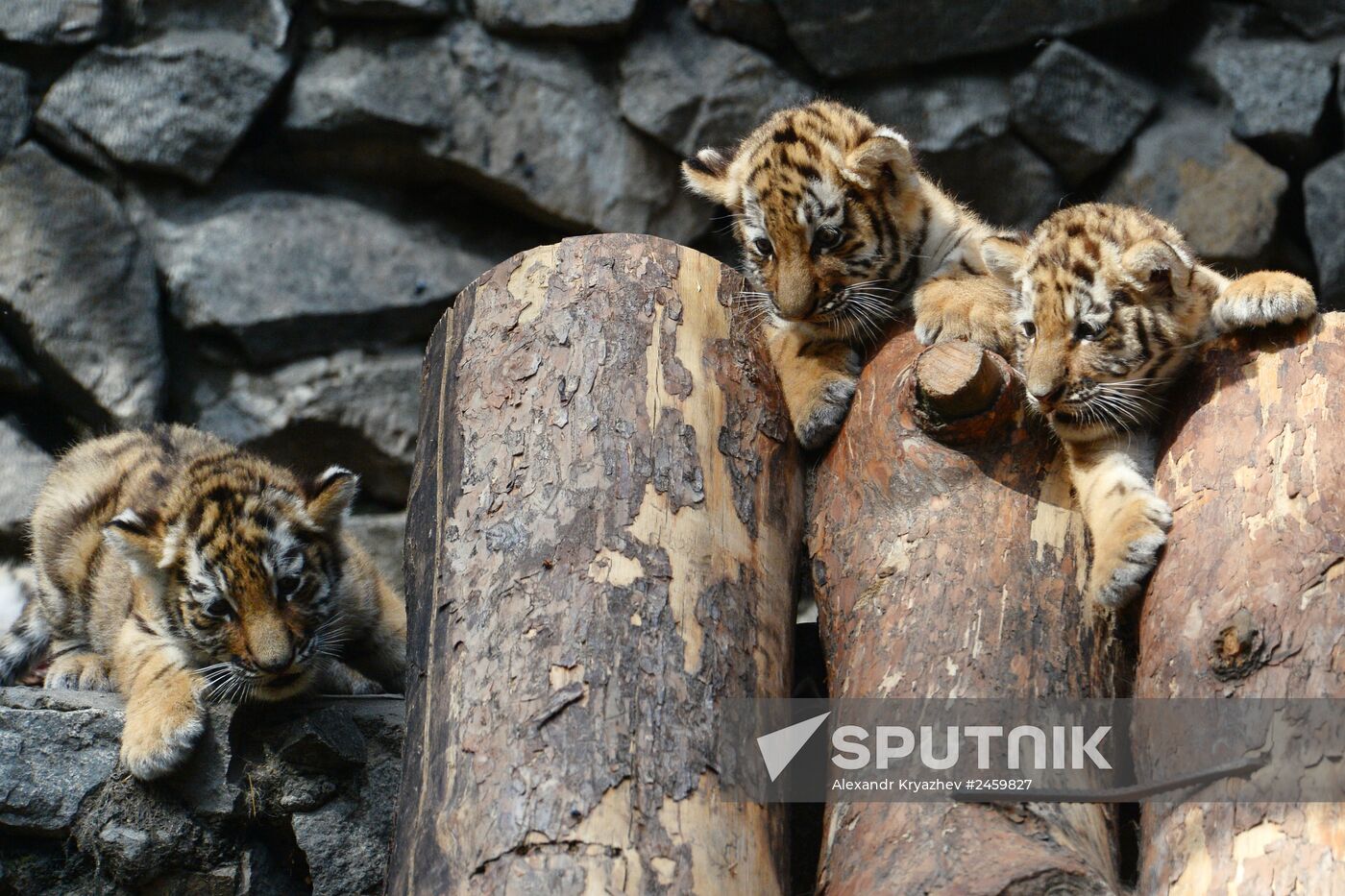 Amur tiger cubs born in Novosibirsk