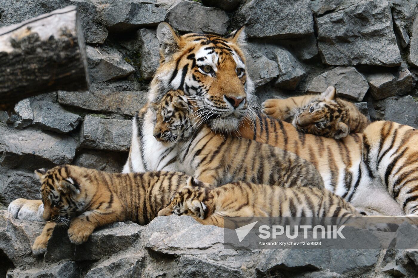 Amur tiger cubs born in Novosibirsk