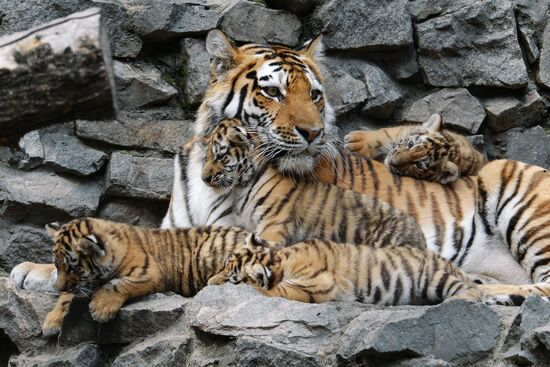 Amur tiger cubs born in Novosibirsk
